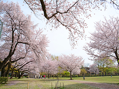 柏の宮公園『ザ・パークハウス浜田山季の杜』
